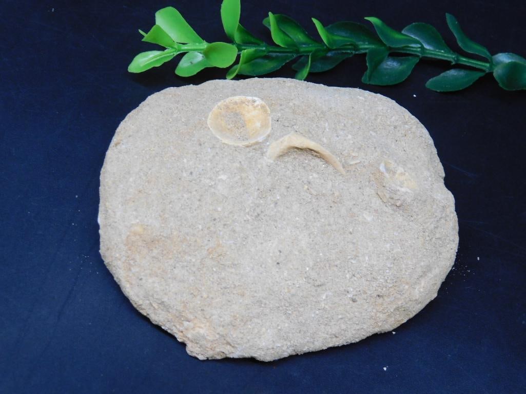 ENCHODUS FOSSIL ROCK STONE LAPIDARY SPECIMEN: ENCHODUS FOSSIL ROCK STONE LAPIDARY SPECIMEN