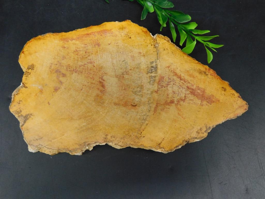 PETRIFIED WOOD SLAB ROCK STONE LAPIDARY SPECIMEN (1 of 2)