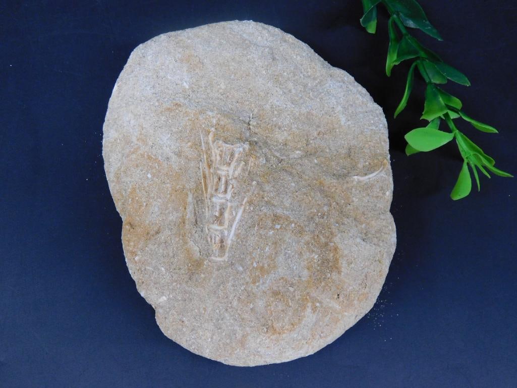 ENCHODUS FOSSIL ROCK STONE LAPIDARY SPECIMEN (1 of 2)