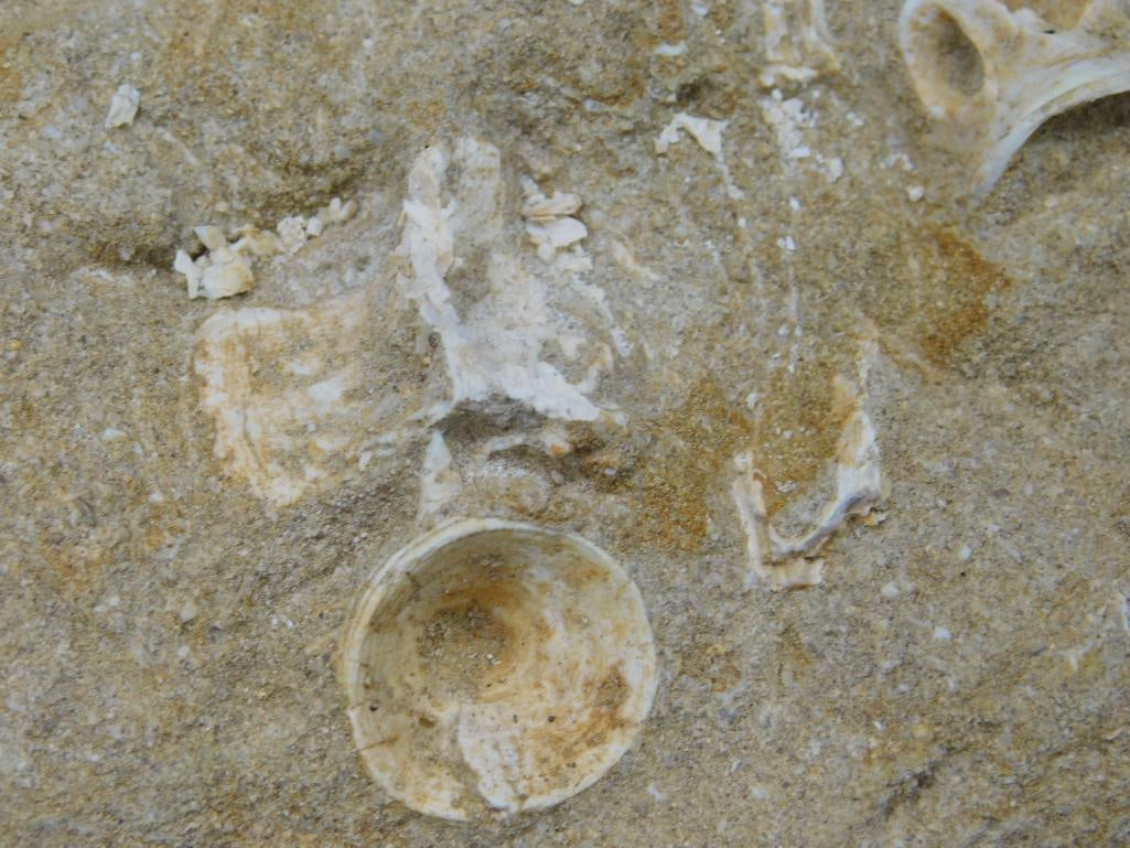 FOSSILS IN MATRIX ROCK STONE LAPIDARY SPECIMEN - 2