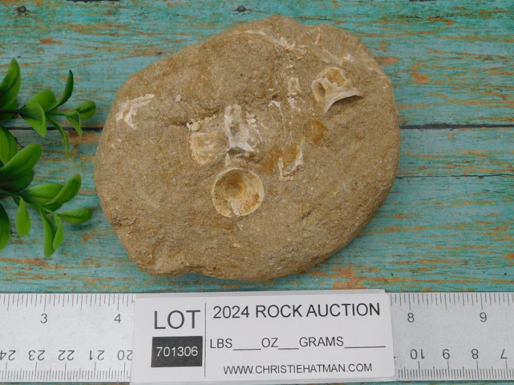 FOSSILS IN MATRIX ROCK STONE LAPIDARY SPECIMEN - 3