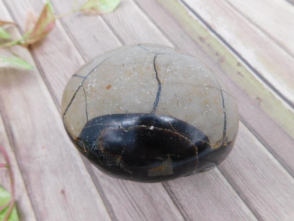 SEPTARIAN ROCK STONE LAPIDARY SPECIMEN: SEPTARIAN ROCK STONE LAPIDARY SPECIMEN