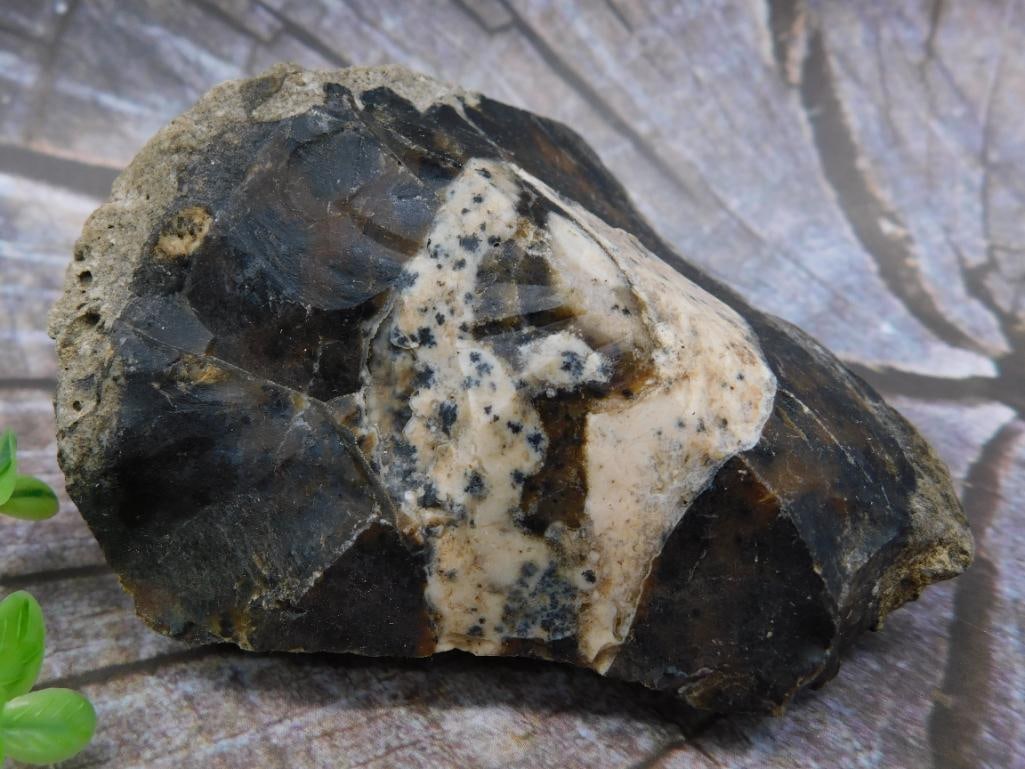 Polished Agate and Dendritic Rock Specimen: Polished Agate and Dendritic Rock Specimen