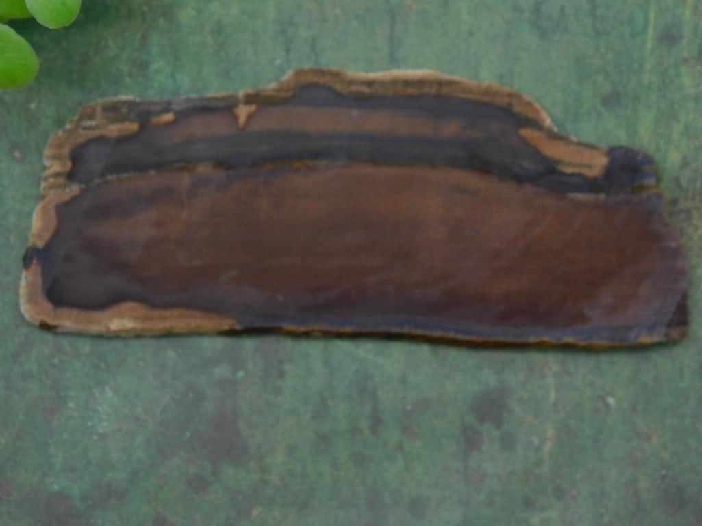 Polished Petrified Wood Slice for Rock Collectors ROCK STONE LAPIDARY SPECIMEN (1 of 3)