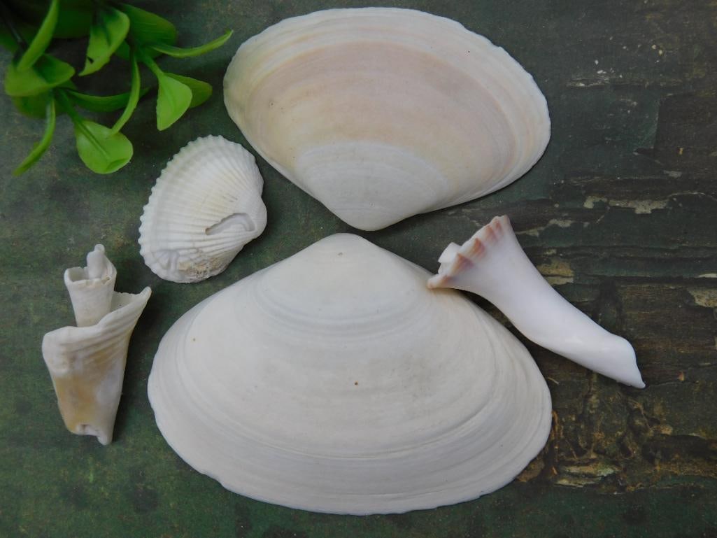 Seashell Lot, Five Pieces of Varied Shapes: Seashell Lot, Five Pieces of Varied Shapes