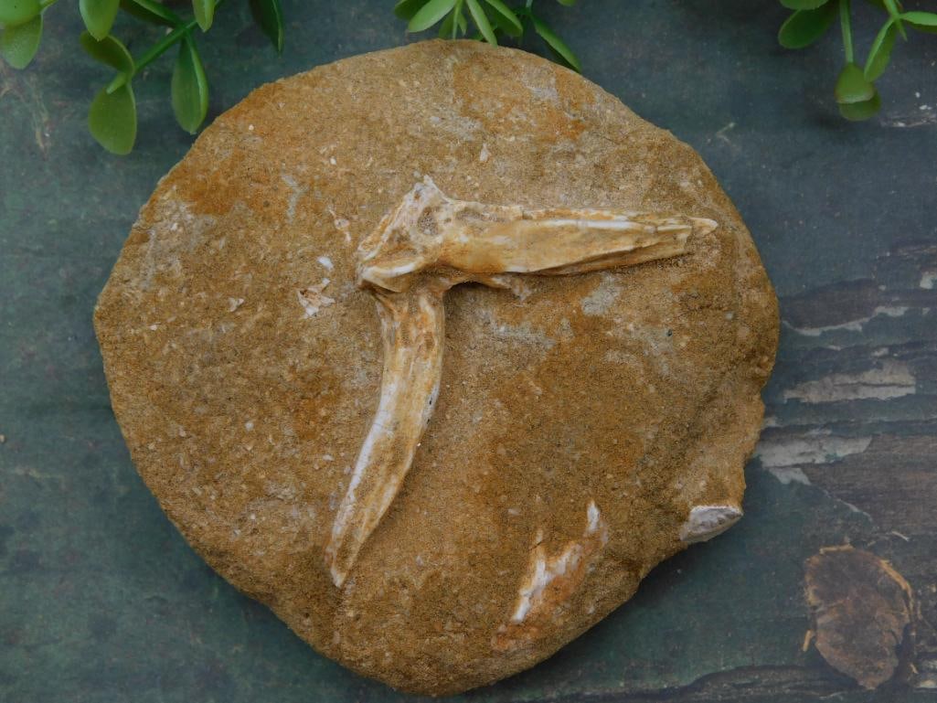 Fossil in Matrix Rock Stone Lapidary Specimen: Fossil in Matrix Rock Stone Lapidary Specimen