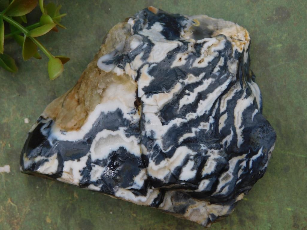 Zebra Rock Stone Lapidary Specimen - 2