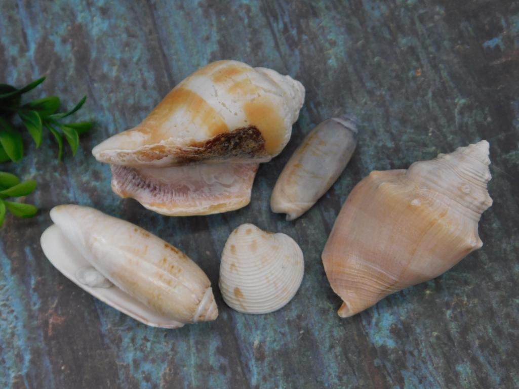 Varied Seashells in Natural Tones: Varied Seashells in Natural Tones
