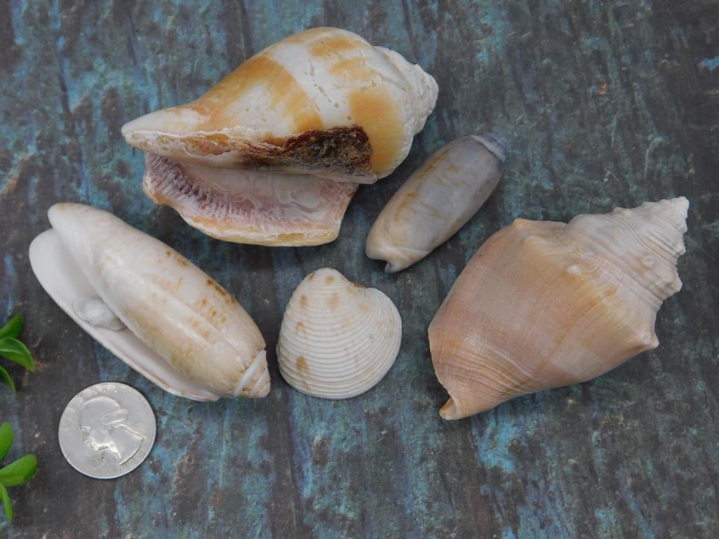 Varied Seashells in Natural Tones - 2