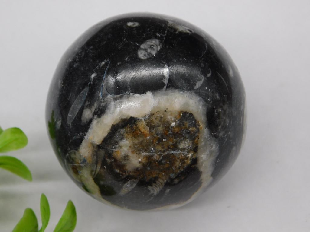 Orthoceras Sphere Rock Stone Lapidary Specimen: Orthoceras Sphere Rock Stone Lapidary Specimen