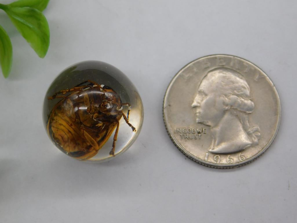Preserved Beetle in Clear Resin Sphere Display - 2