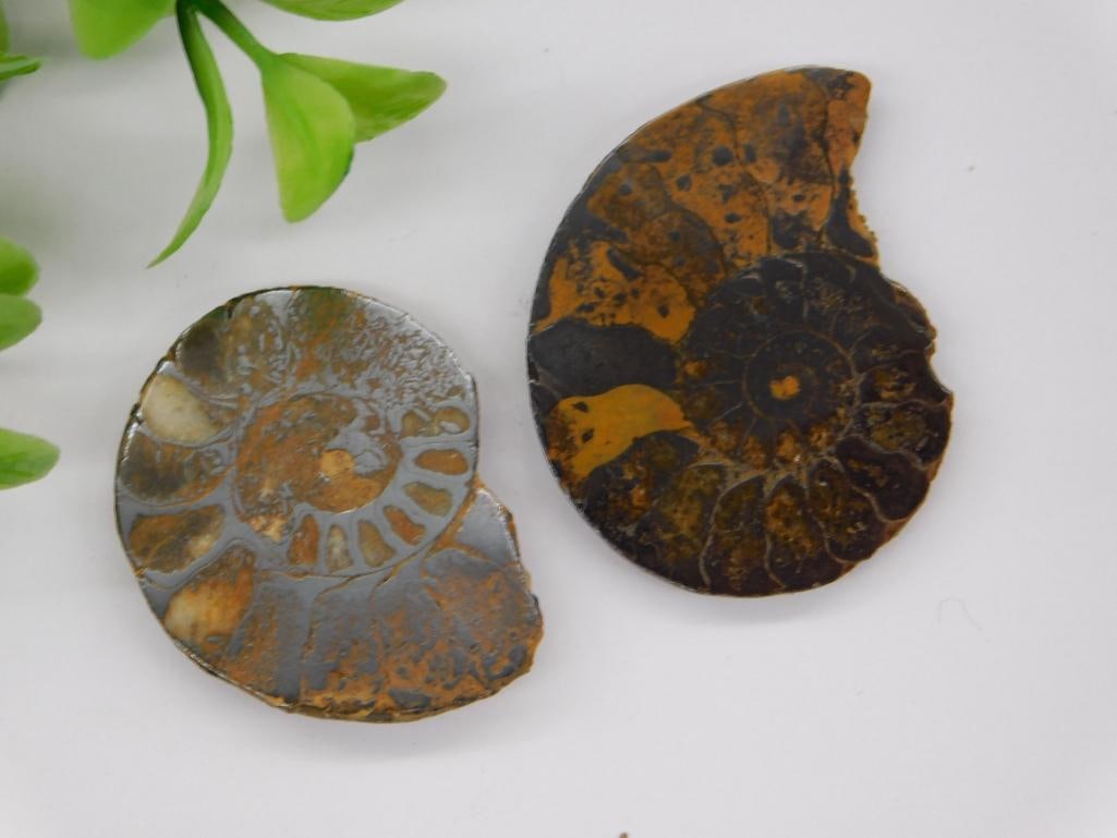 AMMONITE HALVES ROCK STONE LAPIDARY SPECIMEN (1 of 2)