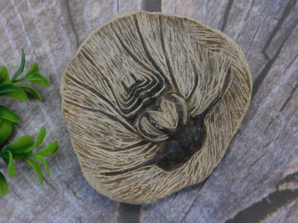 DICRANURUS HAMATUS ELEGANTUS TRILOBITE FOSSIL ROCK STONE LAPIDARY SPECIMEN (1 of 2)