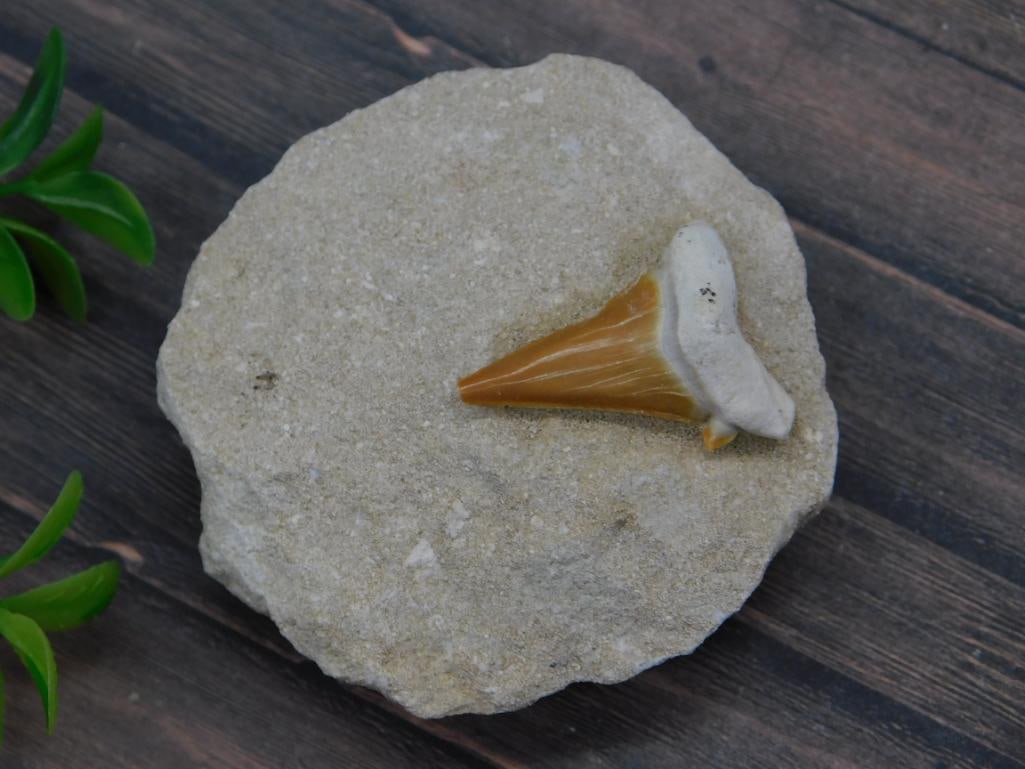 SHARK TOOTH IN MATRIX ROCK STONE LAPIDARY SPECIMEN (1 of 2)