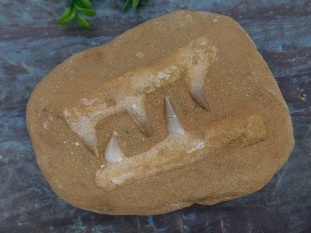 MOSASAUR FOSSIL IN MATRIX ROCK STONE LAPIDARY SPECIMEN (1 of 2)