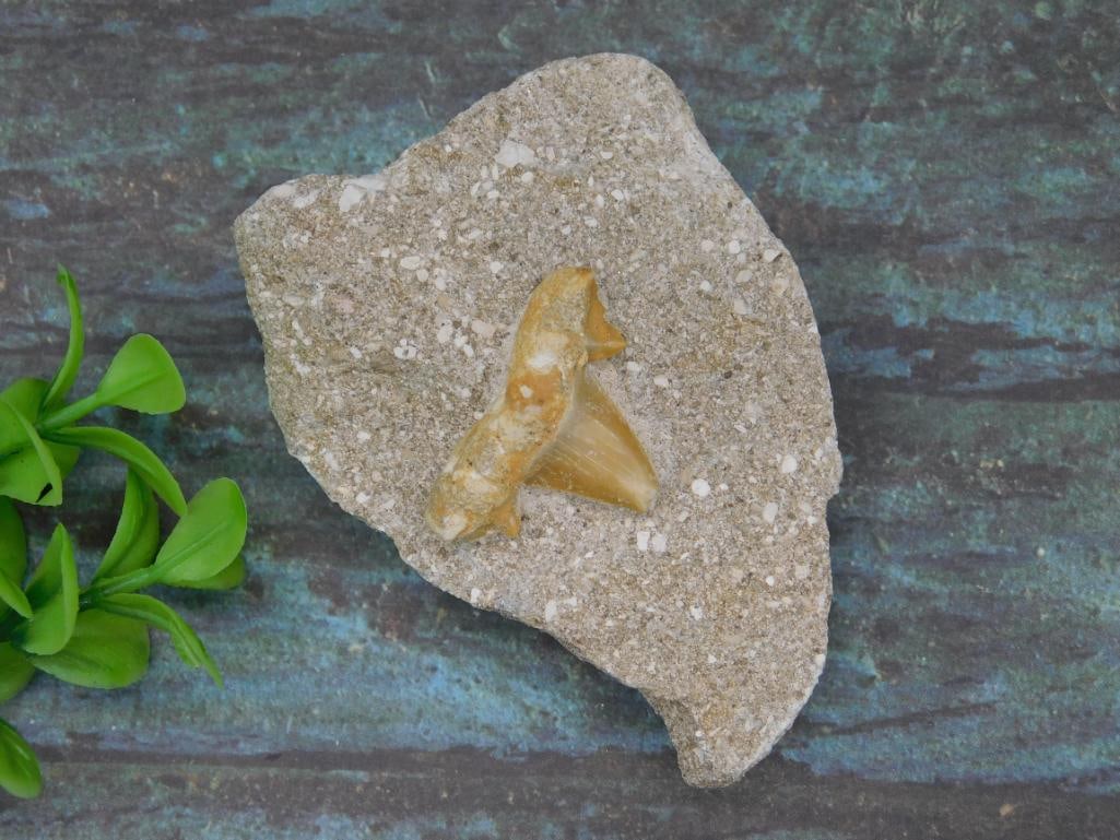 SHARK TOOTH IN MATRIX ROCK STONE LAPIDARY SPECIMEN (1 of 3)