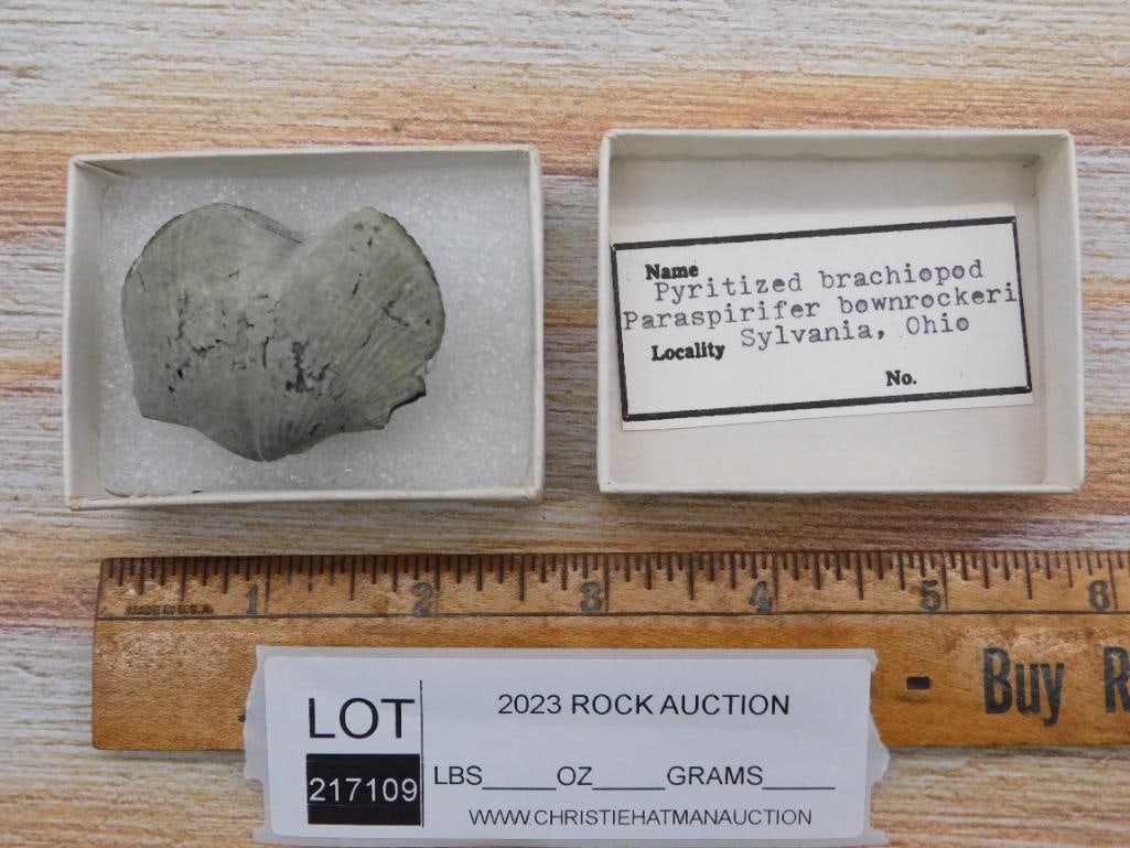 BRACHIOPOD ROCK STONE LAPIDARY SPECIMEN - 2