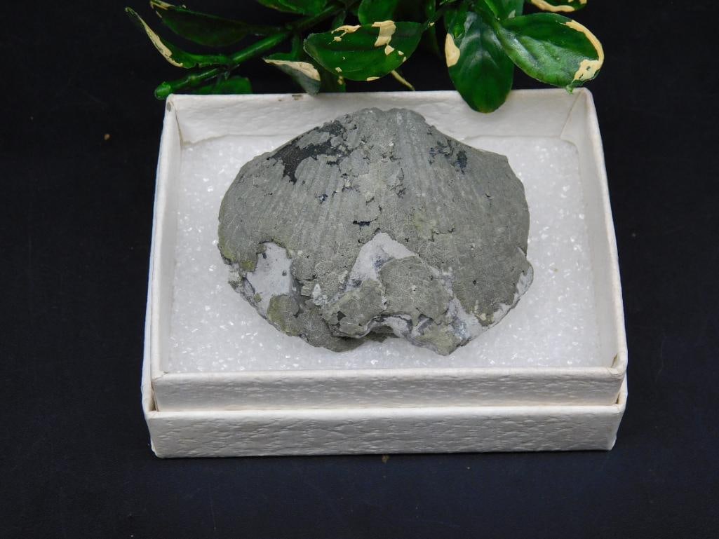 BRACHIOPOD ROCK STONE LAPIDARY SPECIMEN: BRACHIOPOD ROCK STONE LAPIDARY SPECIMEN — Part of our Discover Sunken Cove, Crystals and Gems auction at HATMAN'S Auctions! Please see photos for measurements and condition. YES, we have in-house sh