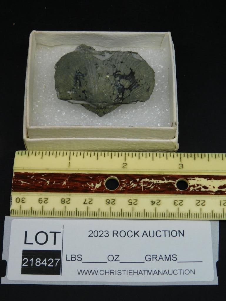 BRACHIOPOD ROCK STONE LAPIDARY SPECIMEN - 2