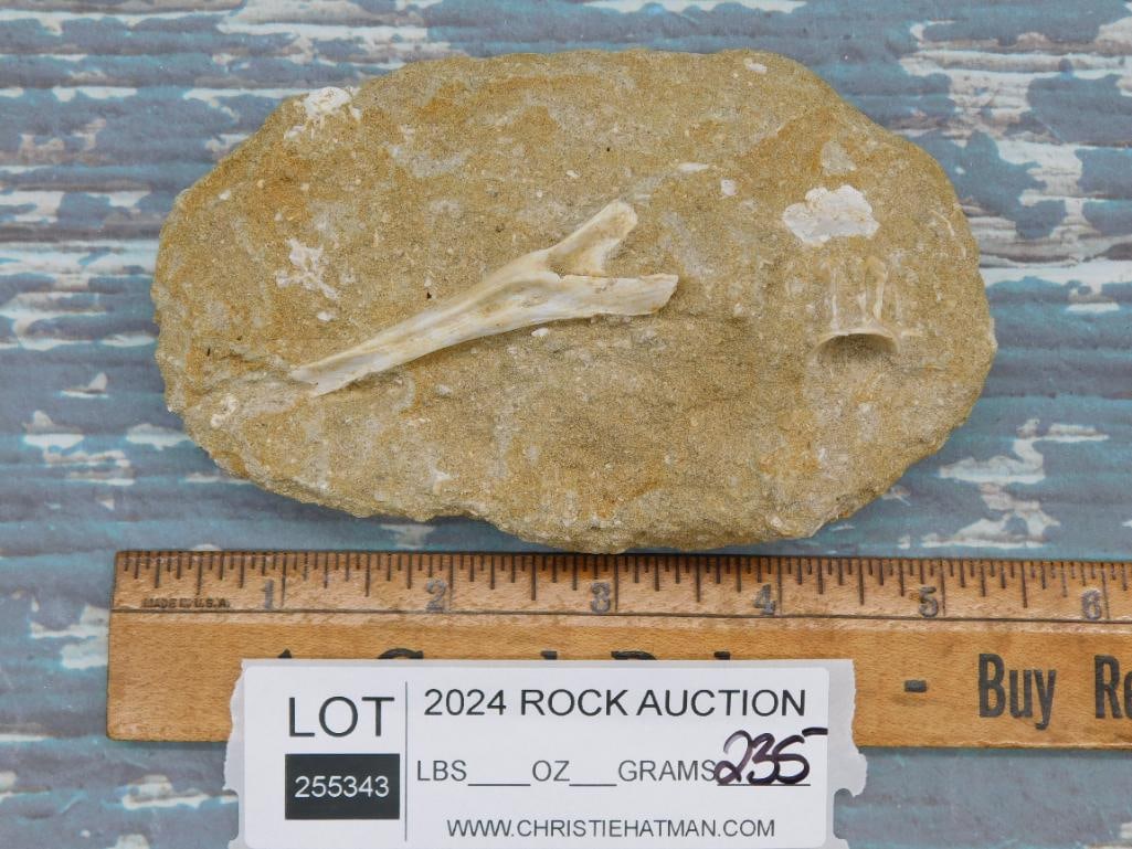 FOSSIL IN MATRIX ROCK STONE LAPIDARY SPECIMEN - 2