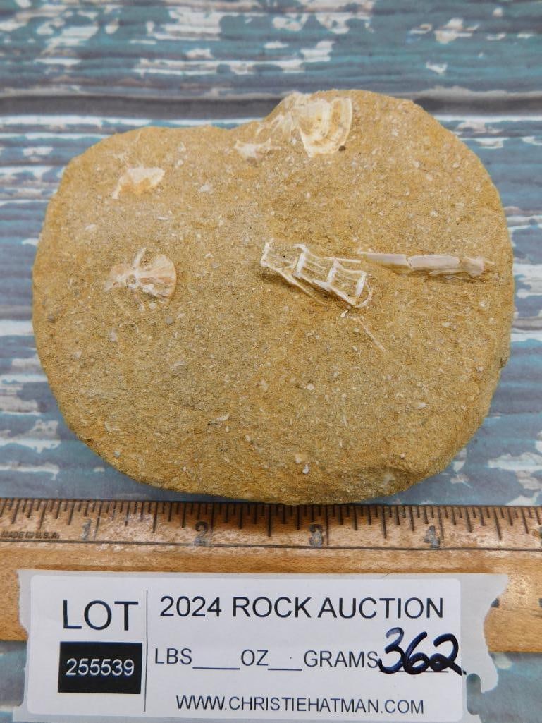 FOSSIL IN MATRIX ROCK STONE LAPIDARY SPECIMEN - 2