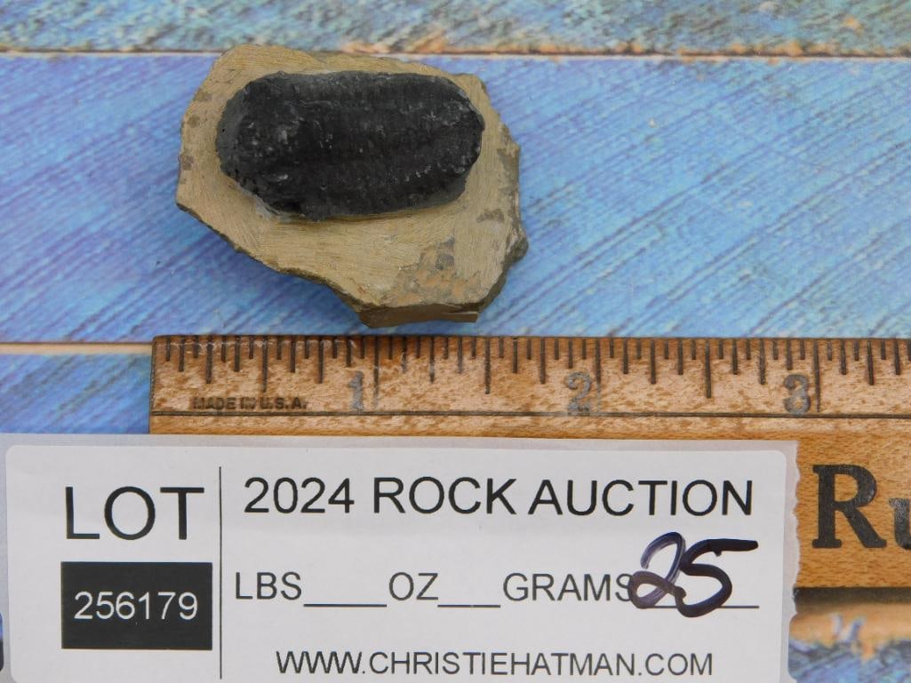 TRILOBITE ROCK STONE LAPIDARY SPECIMEN - 2