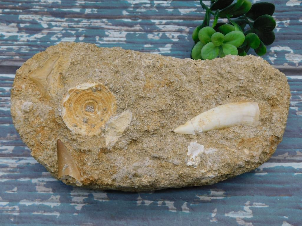 FOSSIL IN MATRIX ROCK STONE LAPIDARY SPECIMEN (1 of 2)