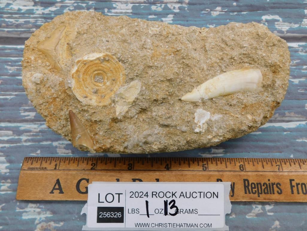 FOSSIL IN MATRIX ROCK STONE LAPIDARY SPECIMEN - 2