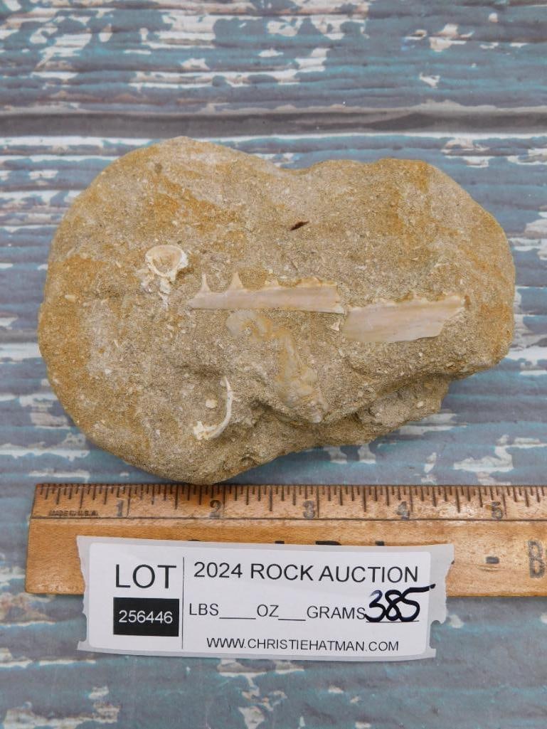 FOSSIL IN MATRIX ROCK STONE LAPIDARY SPECIMEN - 2