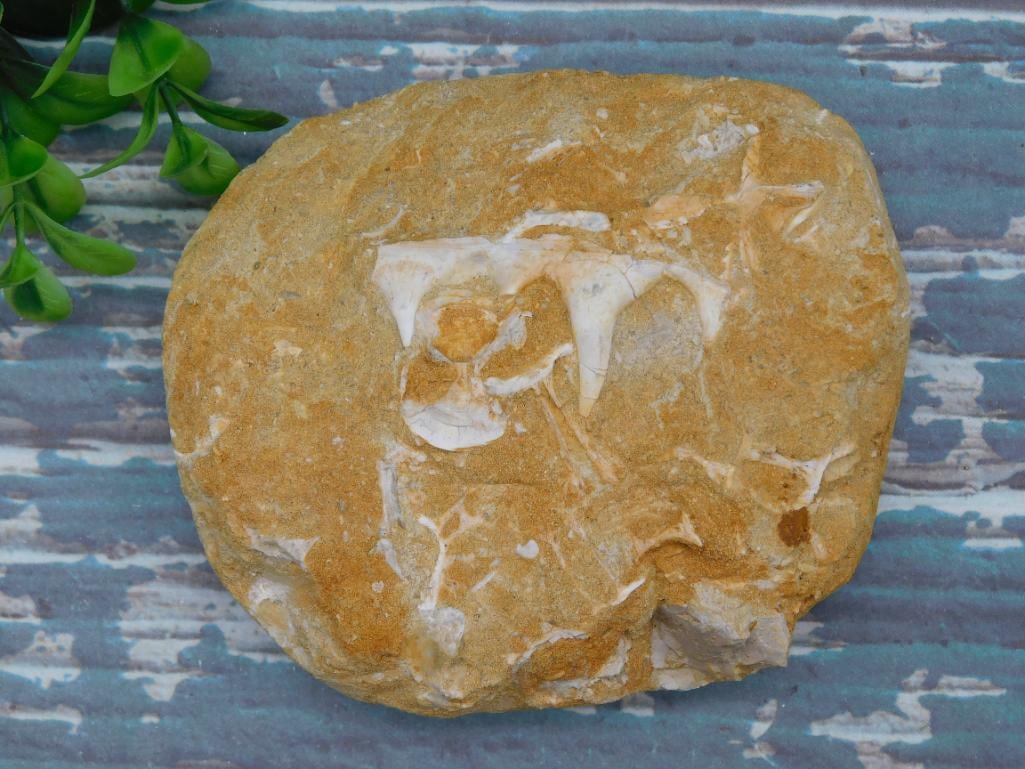 FOSSIL IN MATRIX ROCK STONE LAPIDARY SPECIMEN (1 of 2)