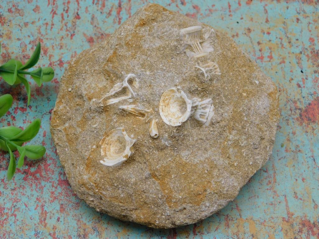 FOSSIL IN MATRIX ROCK STONE LAPIDARY SPECIMEN (1 of 3)