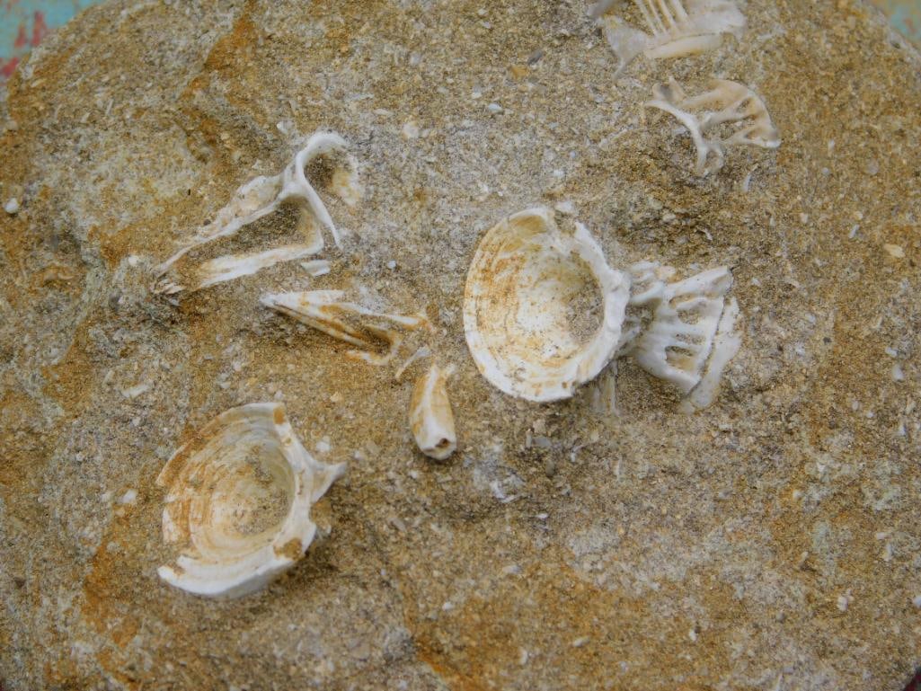 FOSSIL IN MATRIX ROCK STONE LAPIDARY SPECIMEN - 2