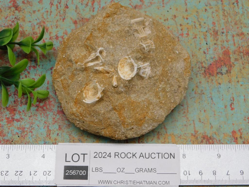 FOSSIL IN MATRIX ROCK STONE LAPIDARY SPECIMEN - 3