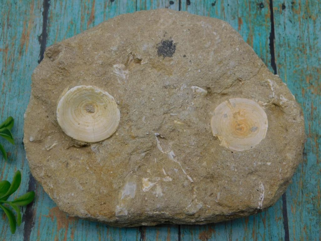 FOSSIL IN MATRIX ROCK STONE LAPIDARY SPECIMEN (1 of 2)
