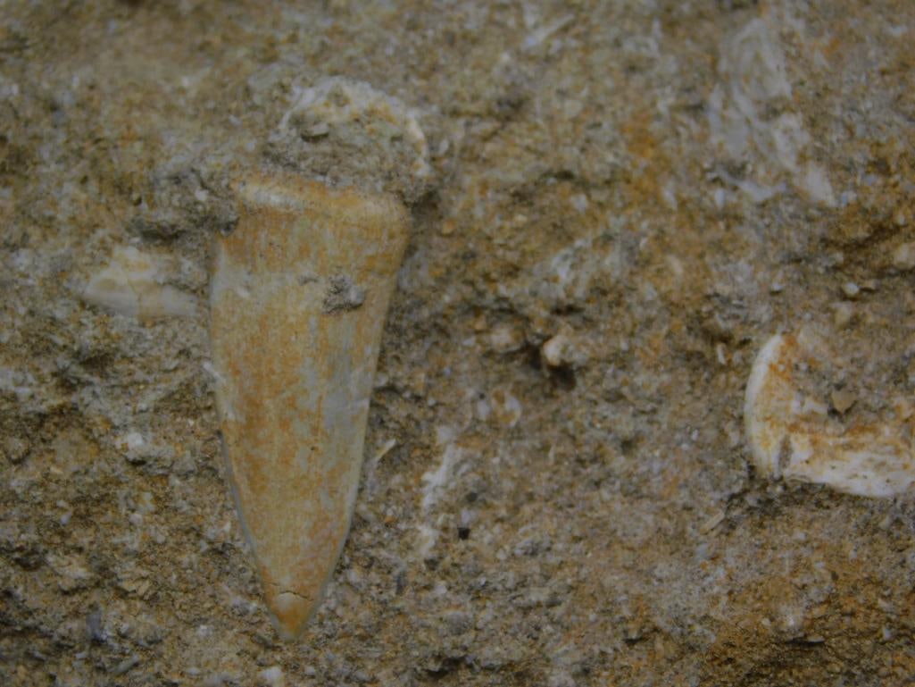 FOSSIL IN MATRIX ROCK STONE LAPIDARY SPECIMEN - 2