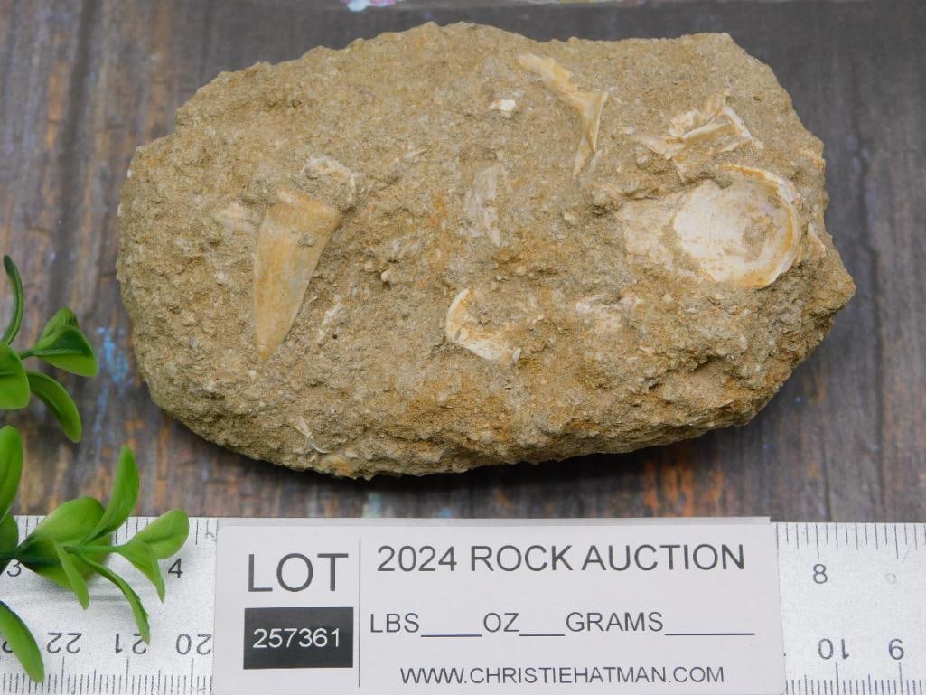 FOSSIL IN MATRIX ROCK STONE LAPIDARY SPECIMEN - 3
