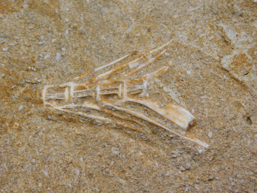 FOSSIL IN MATRIX ROCK STONE LAPIDARY SPECIMEN - 2