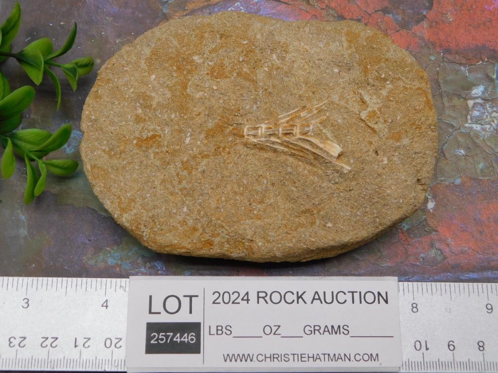 FOSSIL IN MATRIX ROCK STONE LAPIDARY SPECIMEN - 3