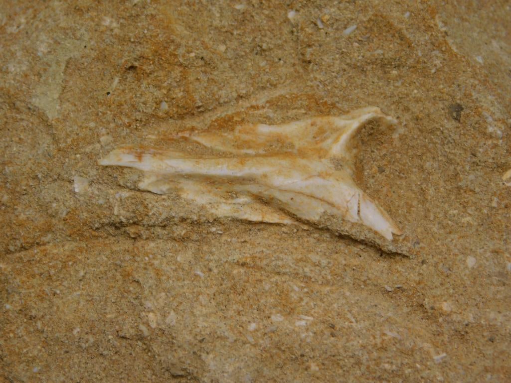 FOSSIL IN MATRIX ROCK STONE LAPIDARY SPECIMEN - 2