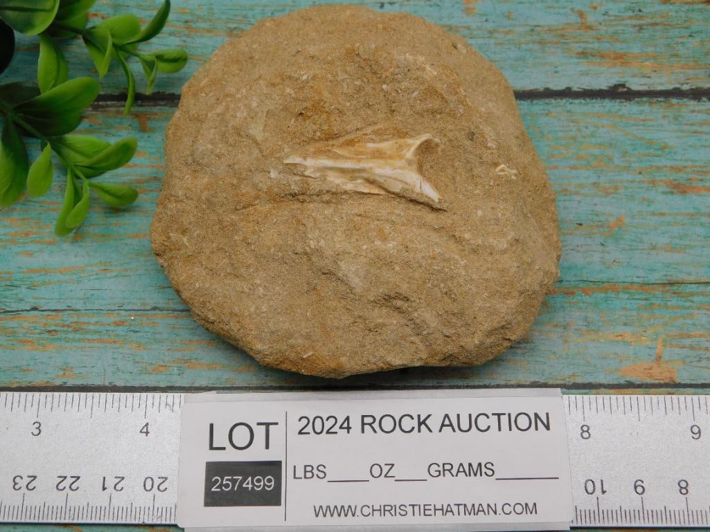 FOSSIL IN MATRIX ROCK STONE LAPIDARY SPECIMEN - 3