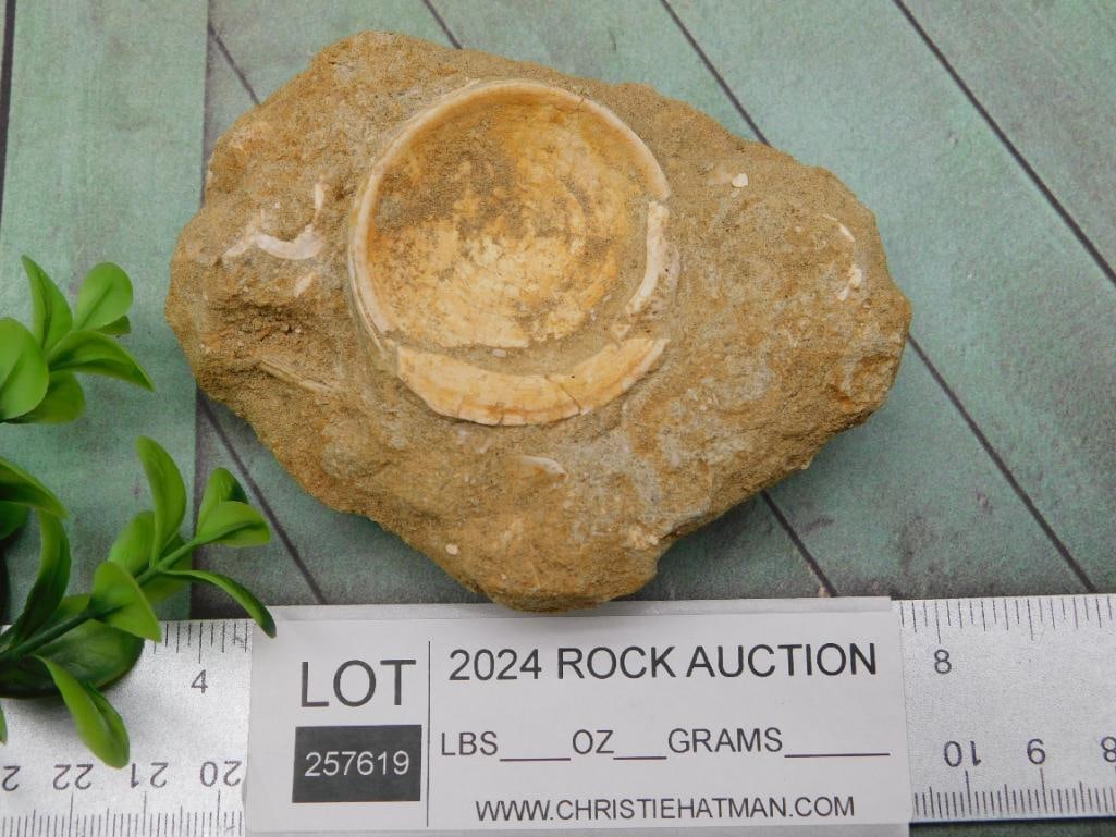 FOSSIL IN MATRIX ROCK STONE LAPIDARY SPECIMEN - 2