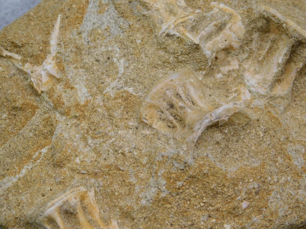 FOSSIL IN MATRIX ROCK STONE LAPIDARY SPECIMEN - 2