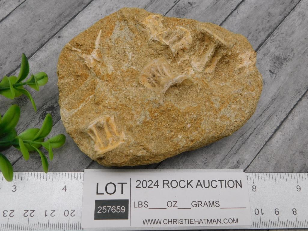 FOSSIL IN MATRIX ROCK STONE LAPIDARY SPECIMEN - 3