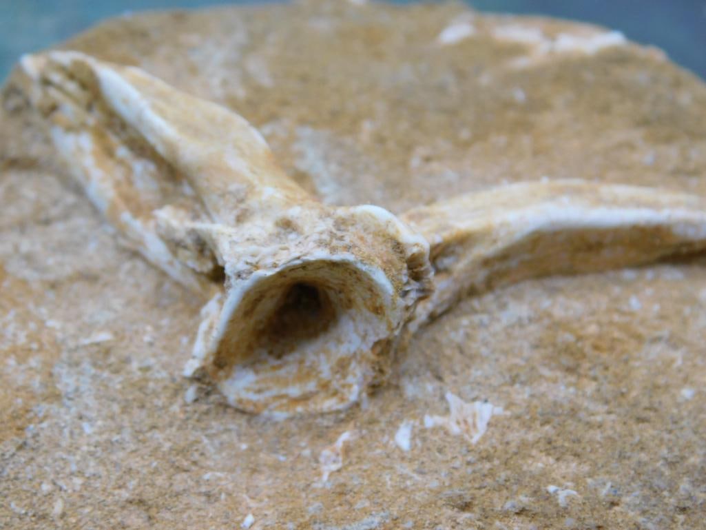 Fossil in Matrix Rock Stone Lapidary Specimen - 2