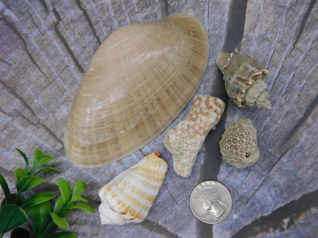 Sea Shells - 3