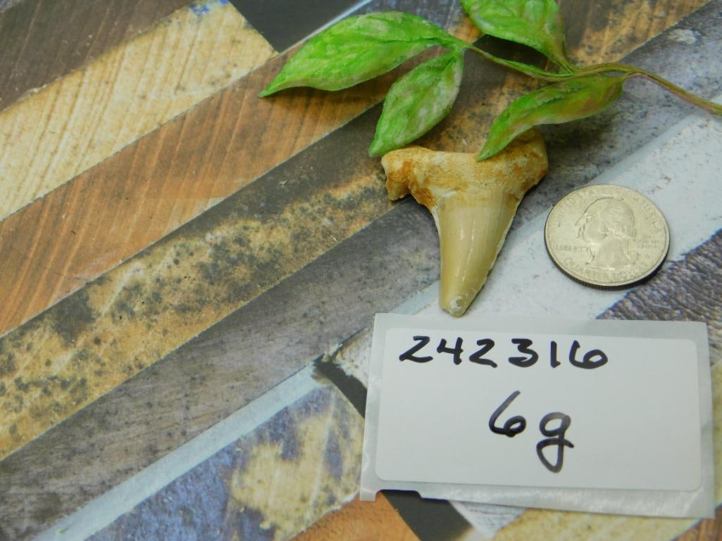 SHARK TOOTH ROCK STONE LAPIDARY SPECIMEN - 2
