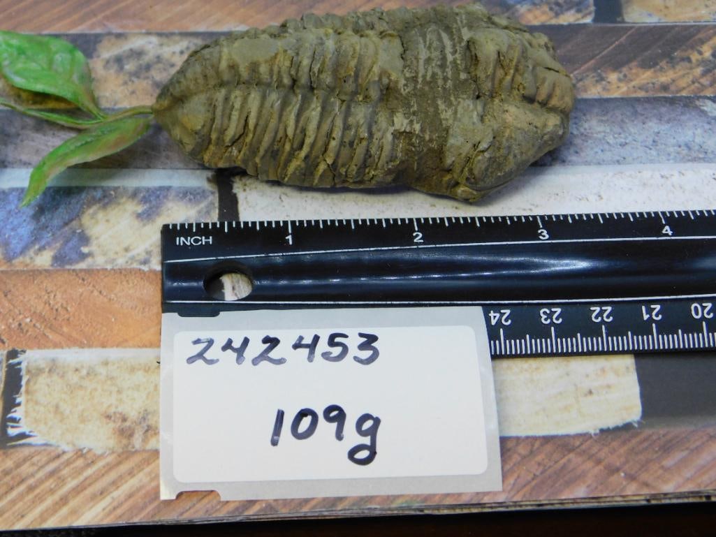 TRILOBITE ROCK STONE LAPIDARY SPECIMEN - 2
