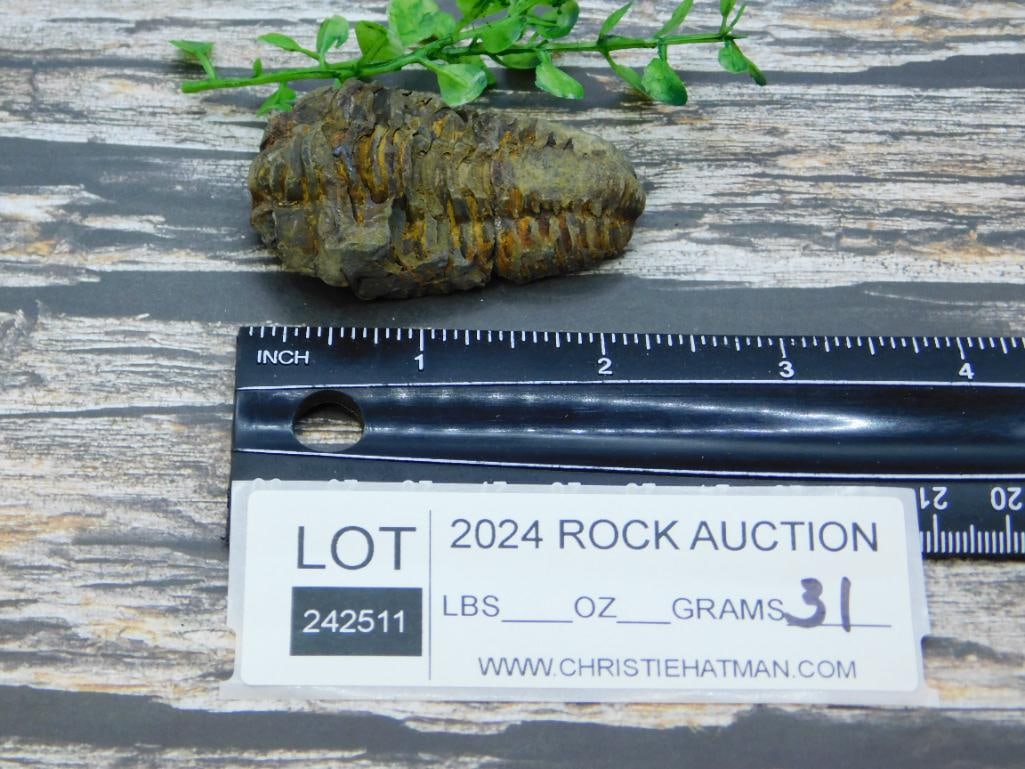 TRILOBITE ROCK STONE LAPIDARY SPECIMEN - 2
