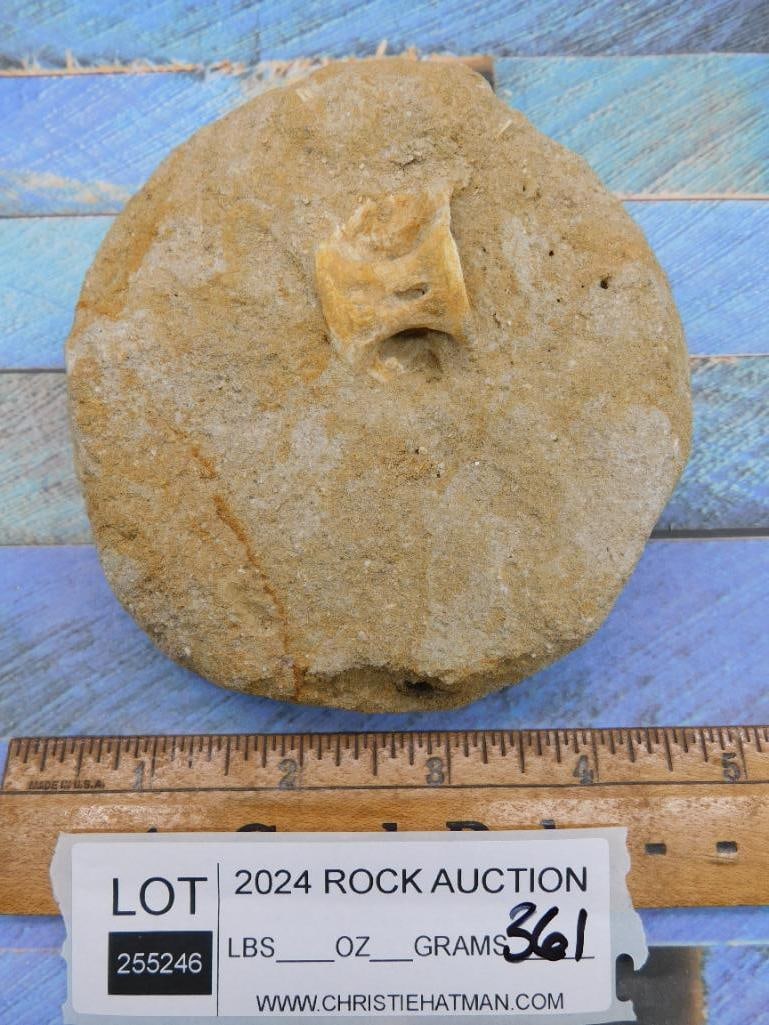FOSSIL IN MATRIX ROCK STONE LAPIDARY SPECIMEN - 2