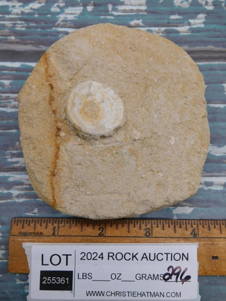 FOSSIL IN MATRIX ROCK STONE LAPIDARY SPECIMEN - 2